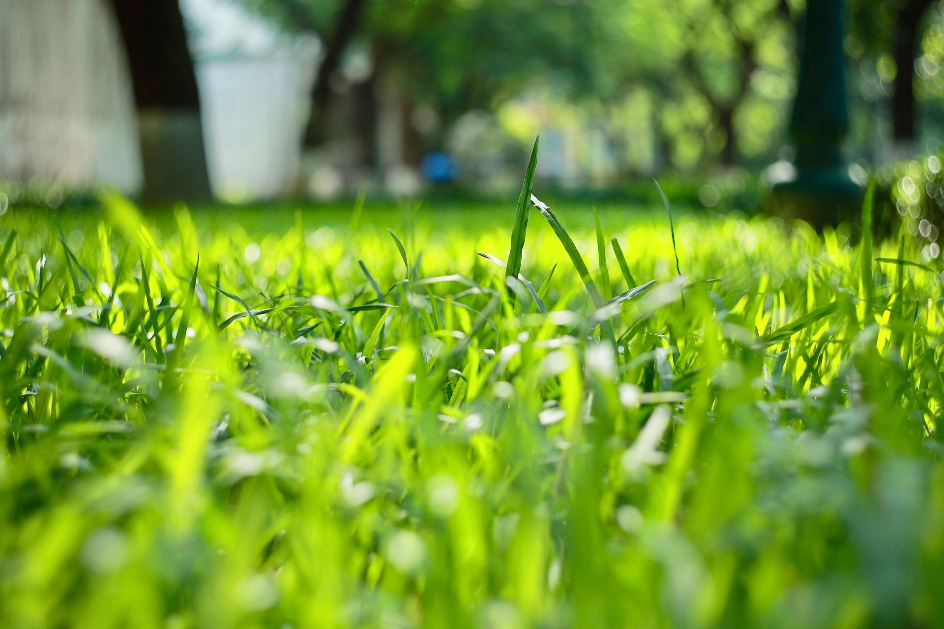 Close-up of vibrant green grass with sunlight filtering through trees in a park setting.